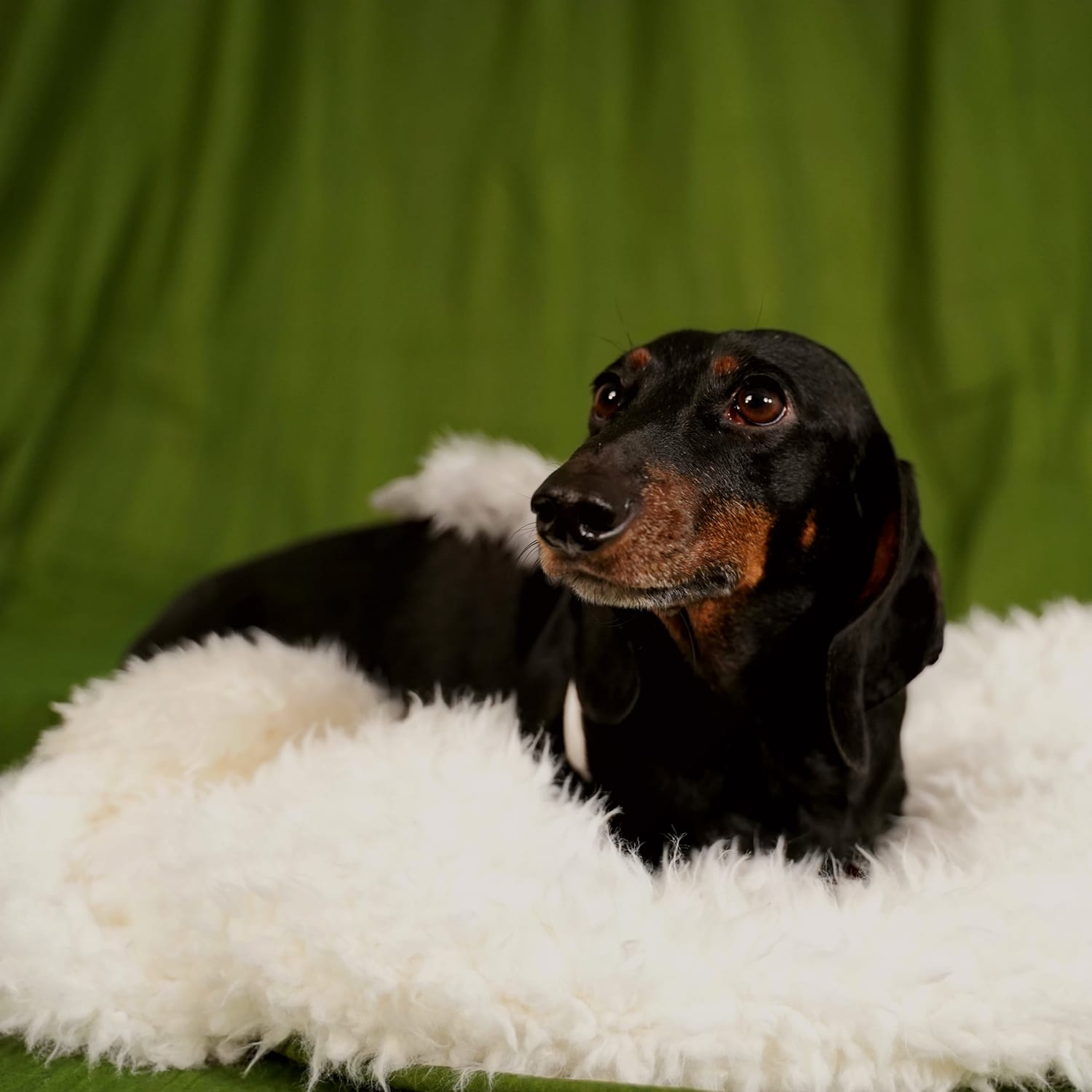 Diogo the Dachshund