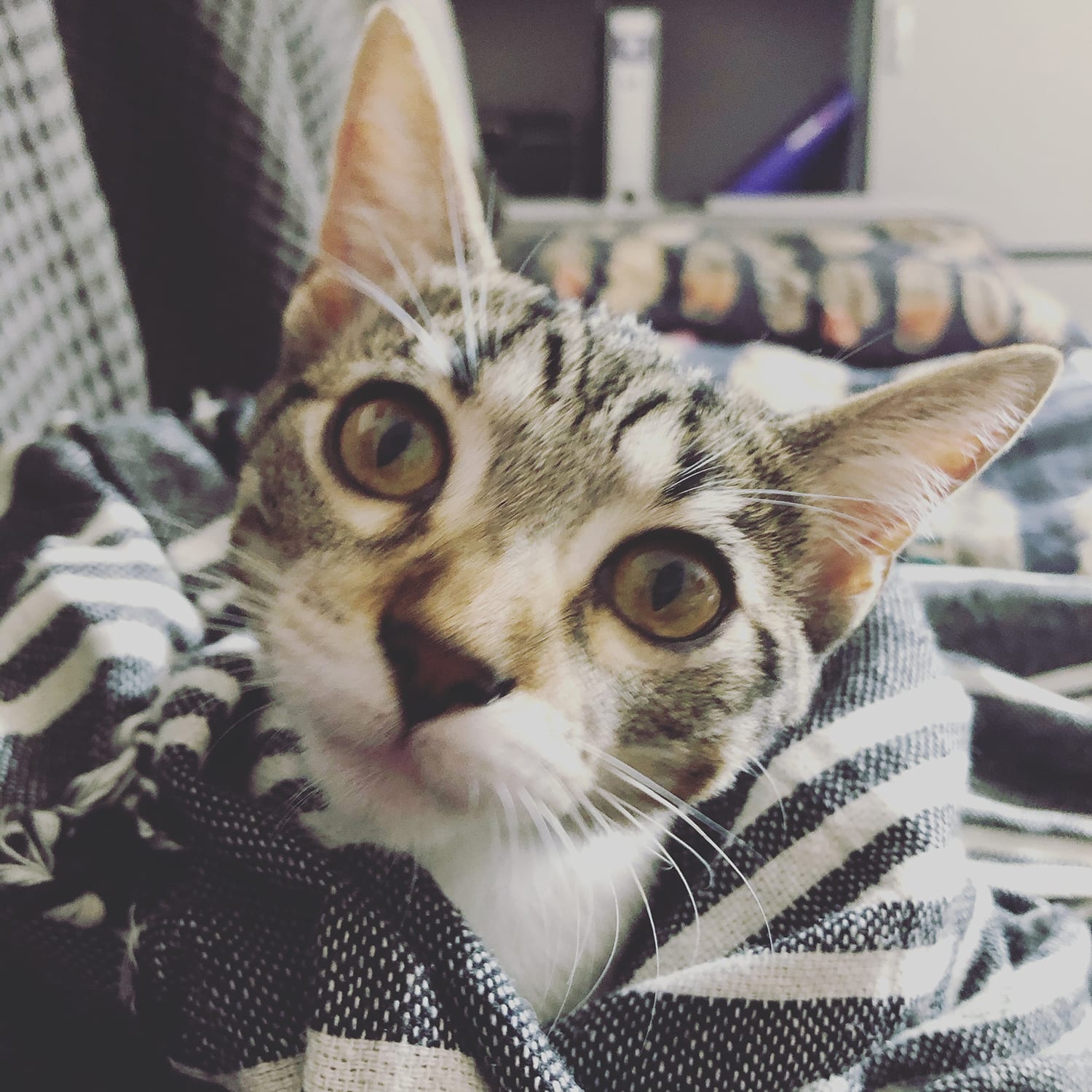 Mila the Kitty
